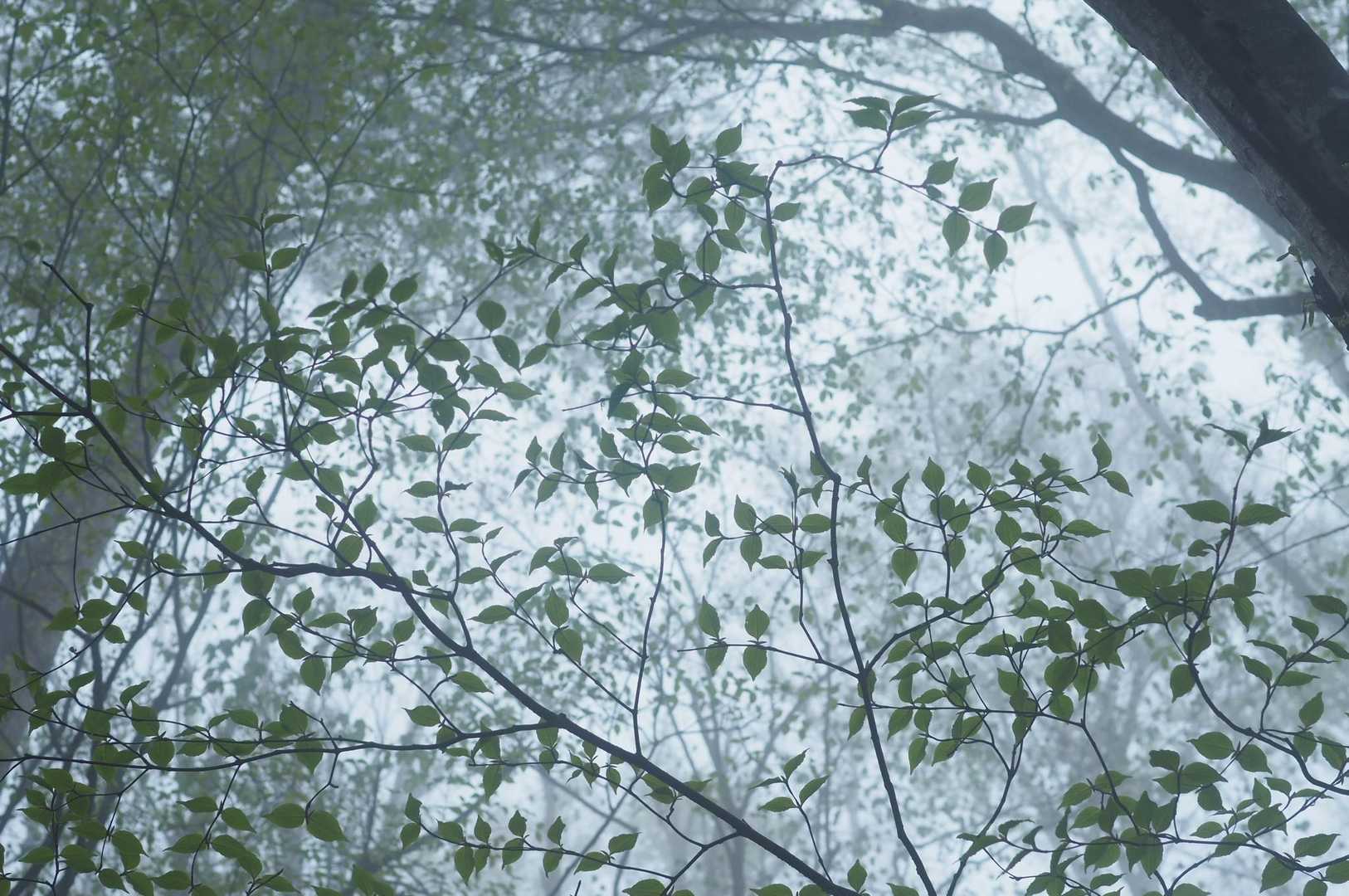 大室山 往復コースの写真
