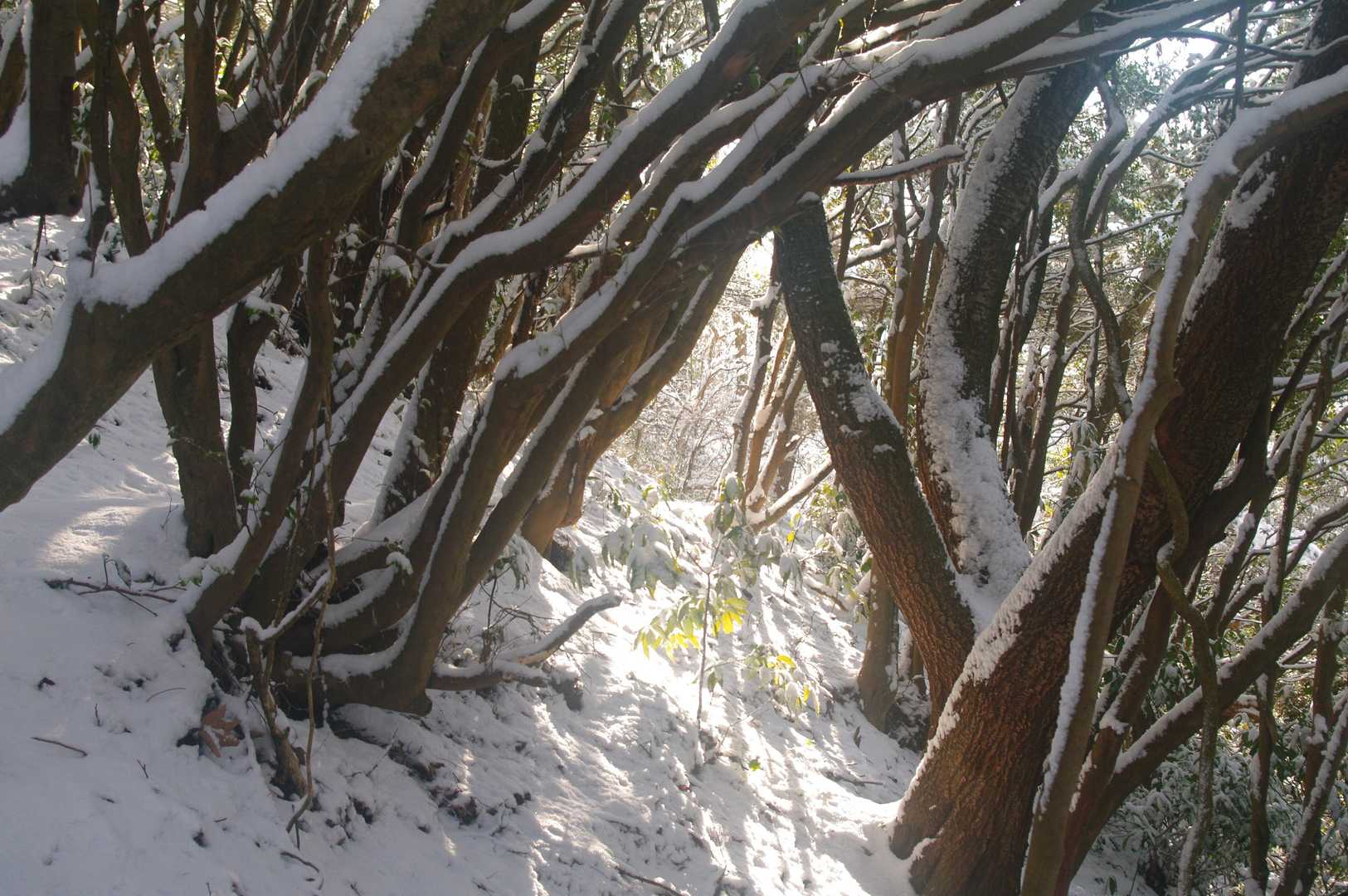 神峰山 往復コースの写真