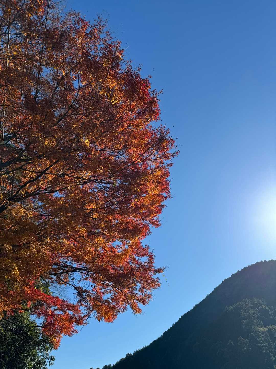 米神山登山口-米神山-米神山熊登山口 周回コースの写真