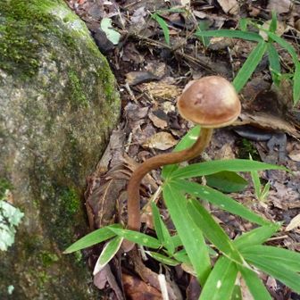 ひねくれキノコ🍄‍🟫