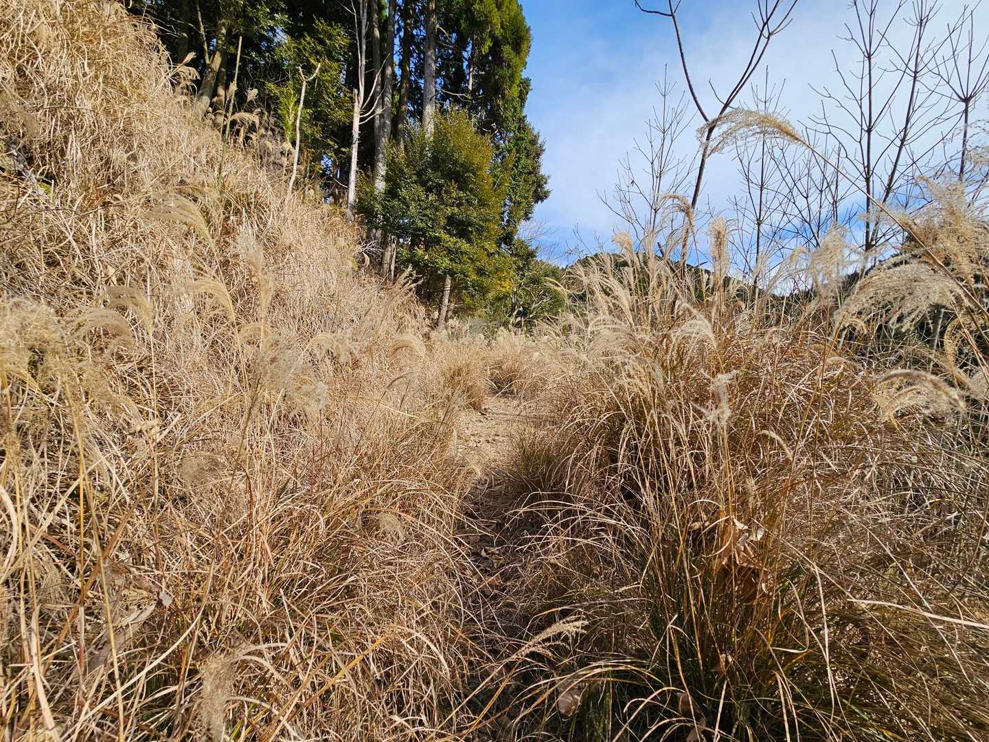 枯れすすきロード🌾🌾🌾🌾