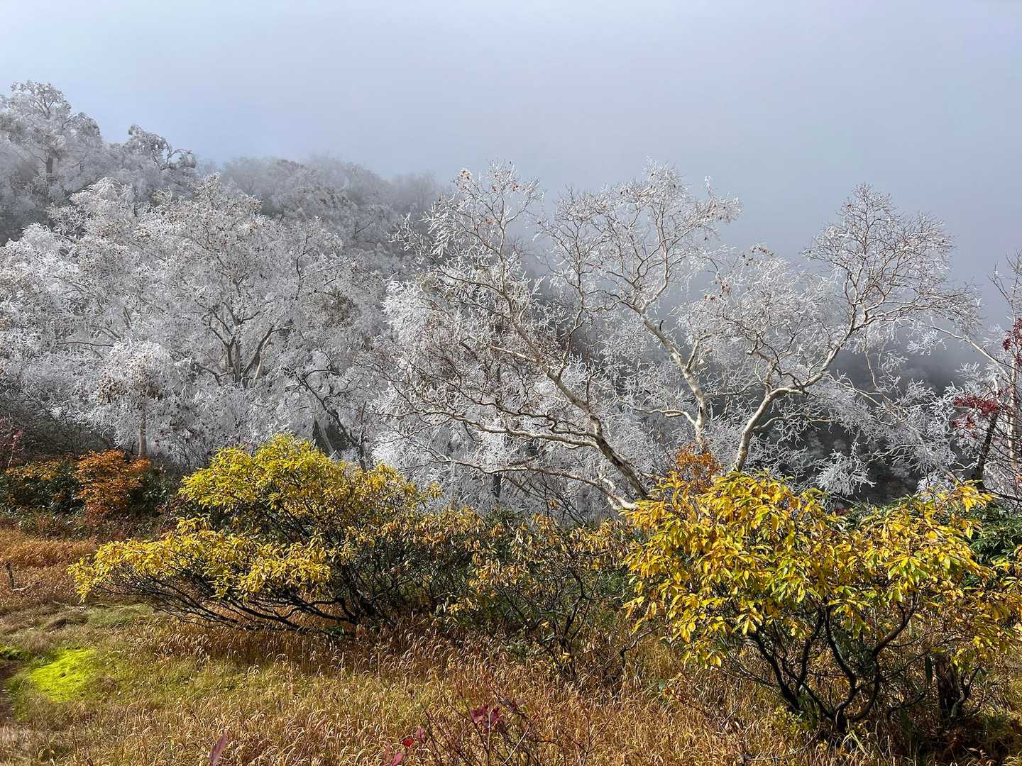 紅葉🍁と霧氷のコラボ❄️🫧