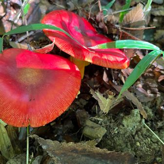 また真っ赤なキノコ🍄これもタマゴダケっぽい