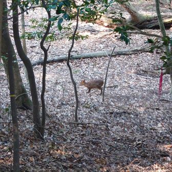 きょんきょん。