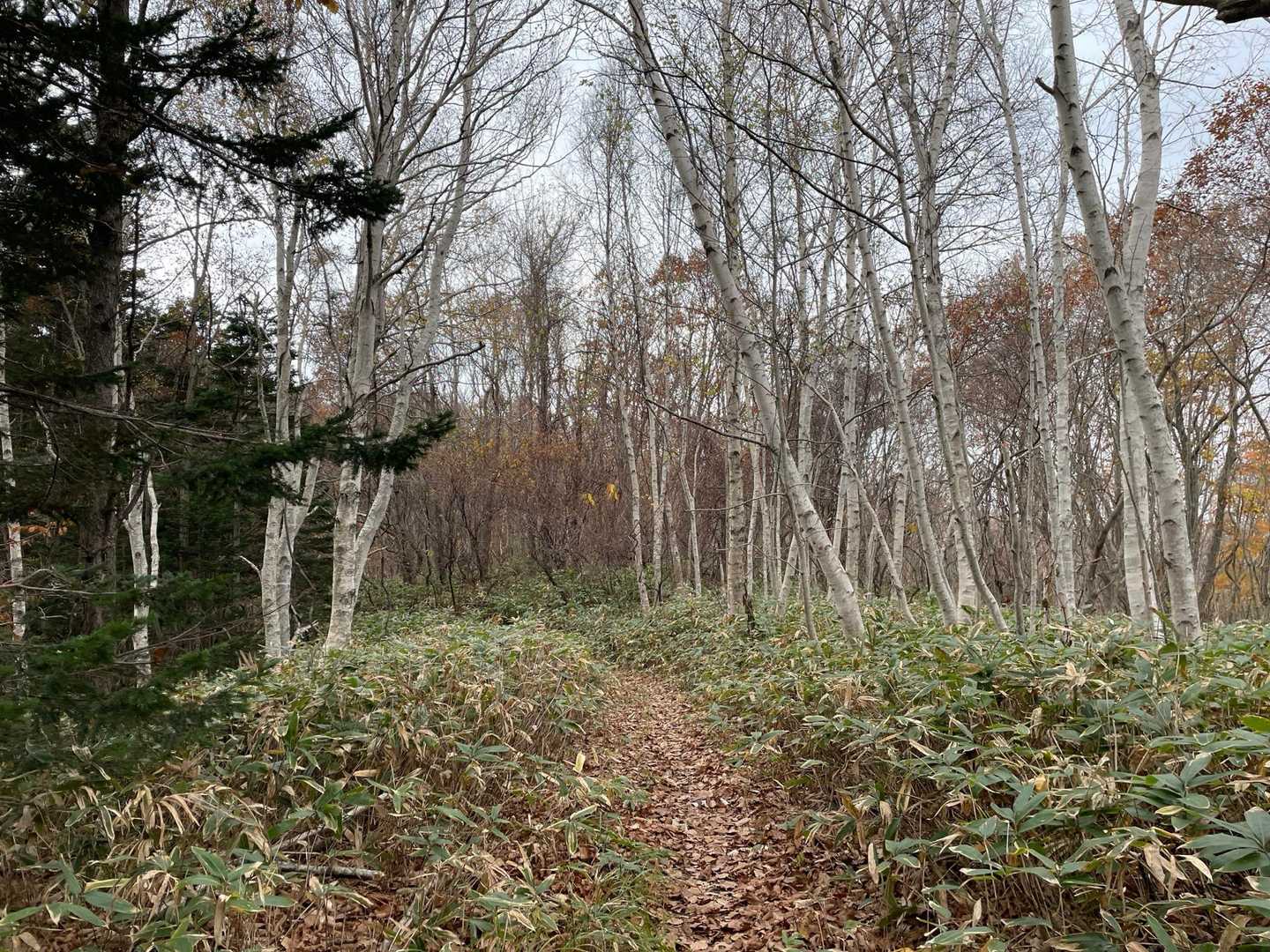 庄司山 往復コースの写真