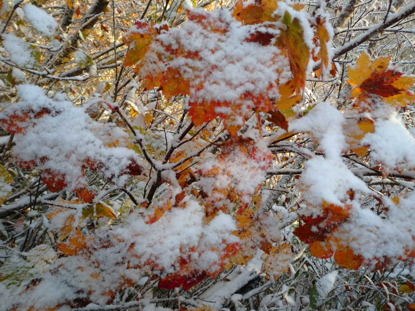 雪が増えてきた。