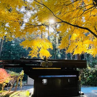 下山しました〜   リフト乗り場の黄葉が輝いてる✨