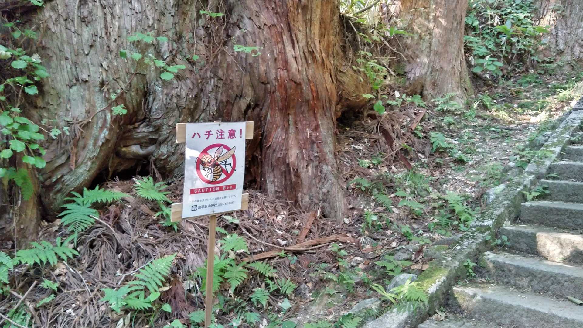 近年は熊も身近に、蜂も注意！ですね。念の為スプレー持ってきてます。いつものお守りとして、、。