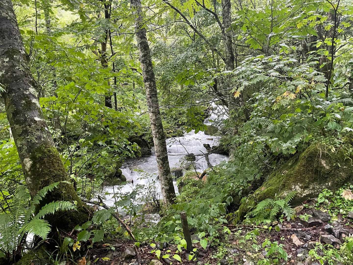 わかりづらいけど登山道脇の沢の水が半端じゃない