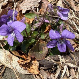 今年初のスミレ