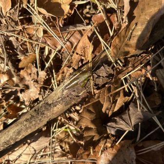 すごく動きの鈍いバッタが、