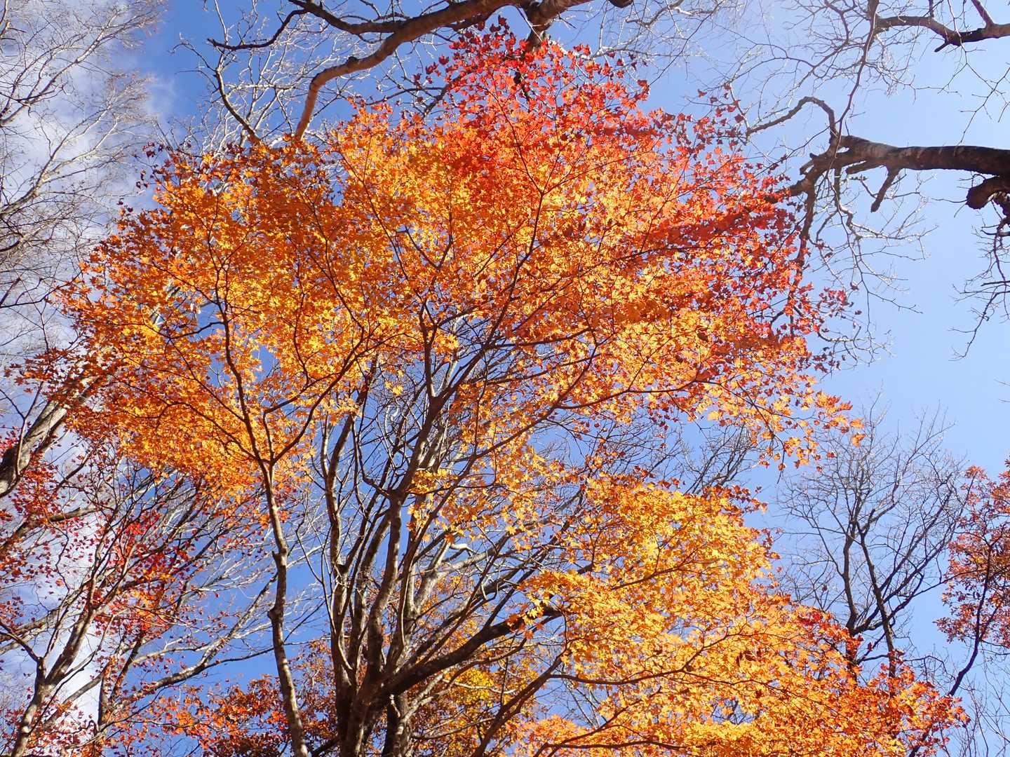 山頂下に残り紅葉が1本。