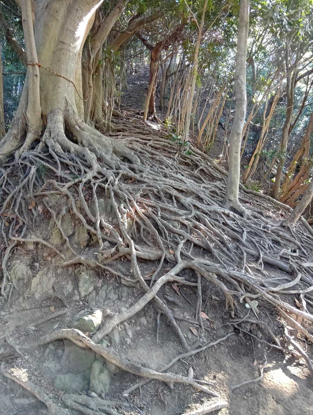 木の根道を登る