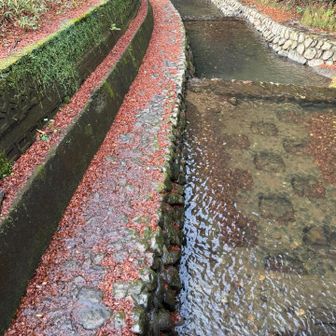 一ヶ月前なら川面は多分花筏みたいで綺麗だったでしょう。