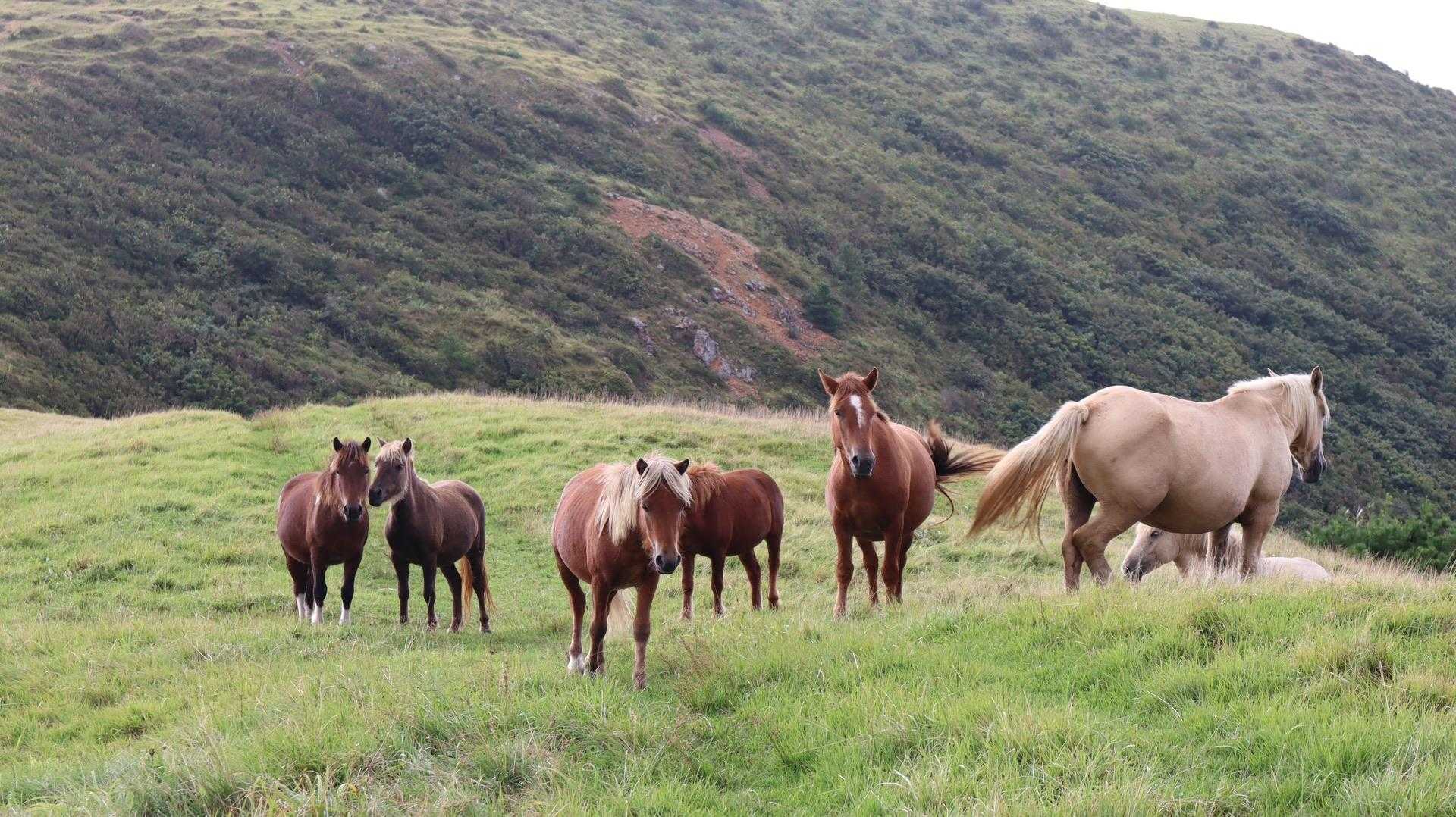 と、急にお馬さん登場🐴