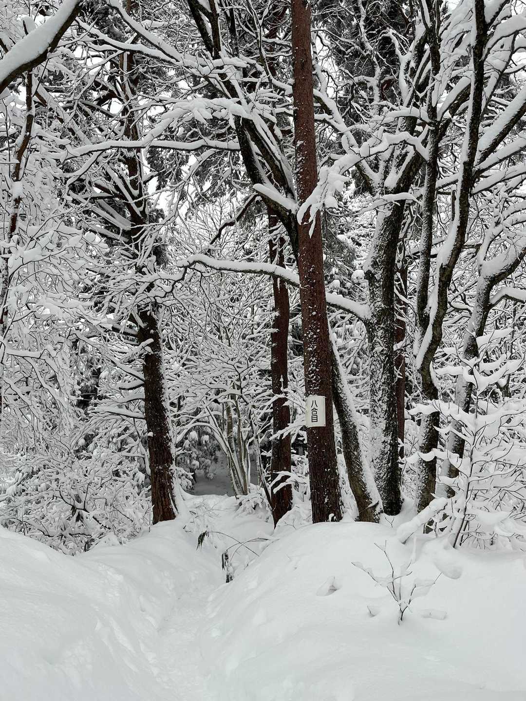 段々と雪の量が増えて来ました❄️