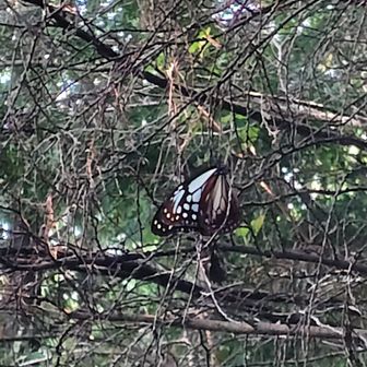 アサギマダラに会えました
嬉しい