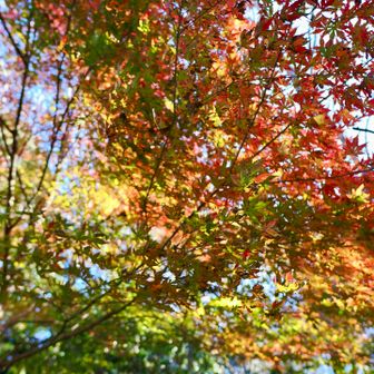 遠望峰山山頂周辺の紅葉