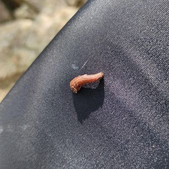 下りの途中で、、
ｷﾀ━━━━(ﾟ∀ﾟ)━━━━!!
ムギ男メンバーの足に初めましてのヤマビルくん😵