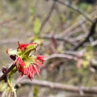 推しの花が開花する頃には、いつもフサザクラは終わりかけ⤵︎