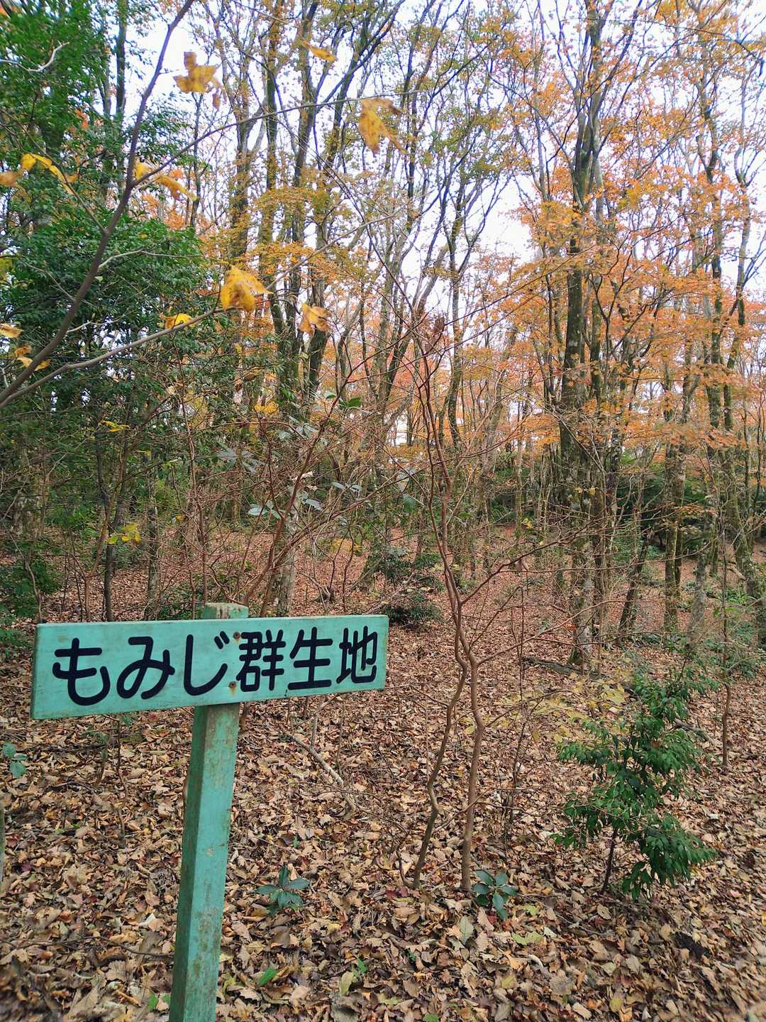 もみじ群生地に着きました😙