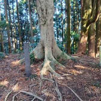 花沢山　449.2m
三等三角点