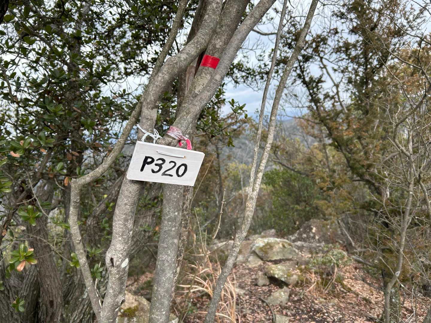 ピーク未登録のP320を通過(このあとピーク認定されました⛰️)