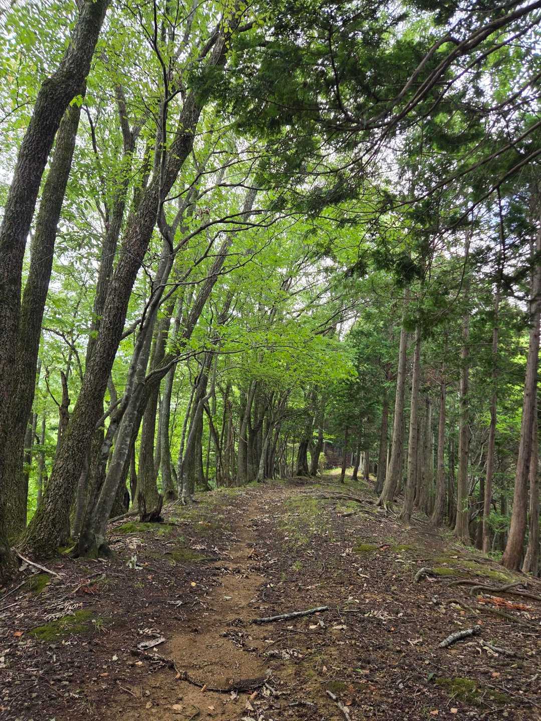 歩きやすい登山道🥾