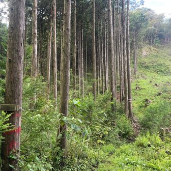 一旦下って、峠に来ました。

この辺りは、植林を伐採してあったので、先まで見通せる感じ😉