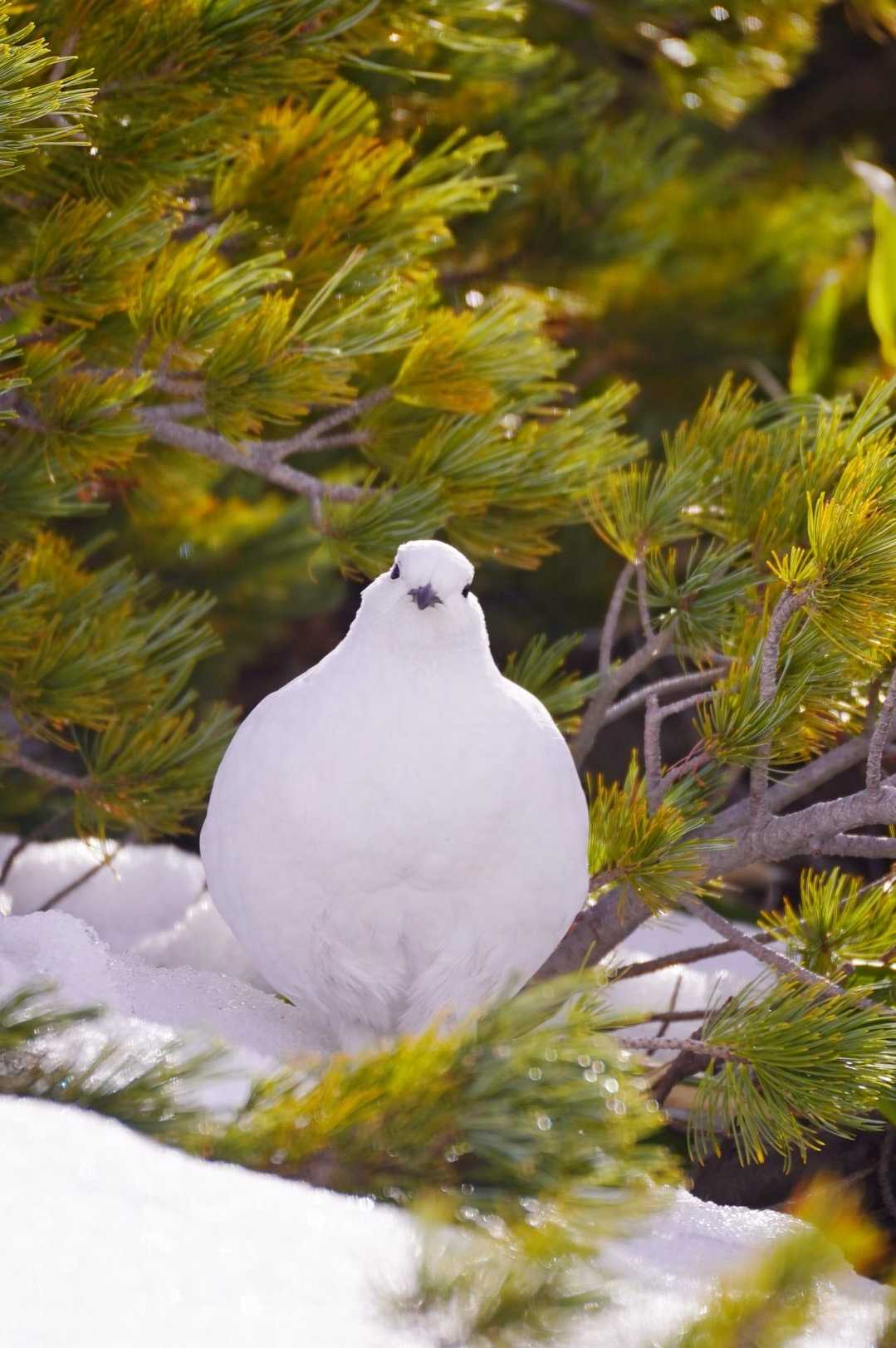 雷鳥もふもふ🐦立山 / まいこの登山データ | YAMAP / ヤマップ