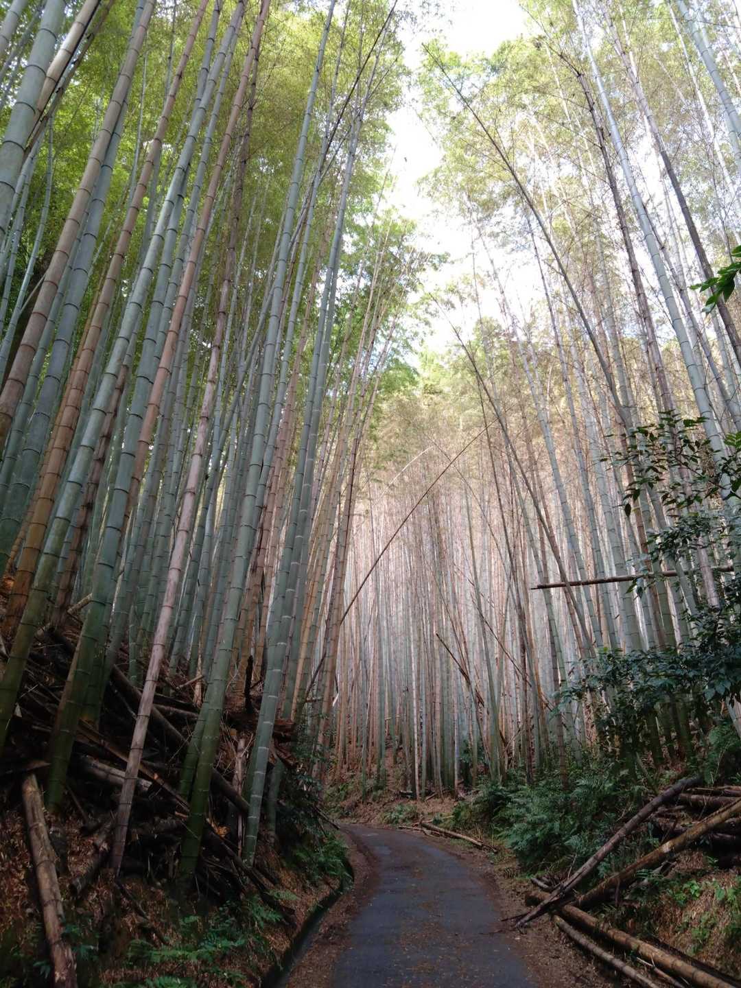 沓掛山🏕️登山口を入るとこんな感じの竹林💚✨