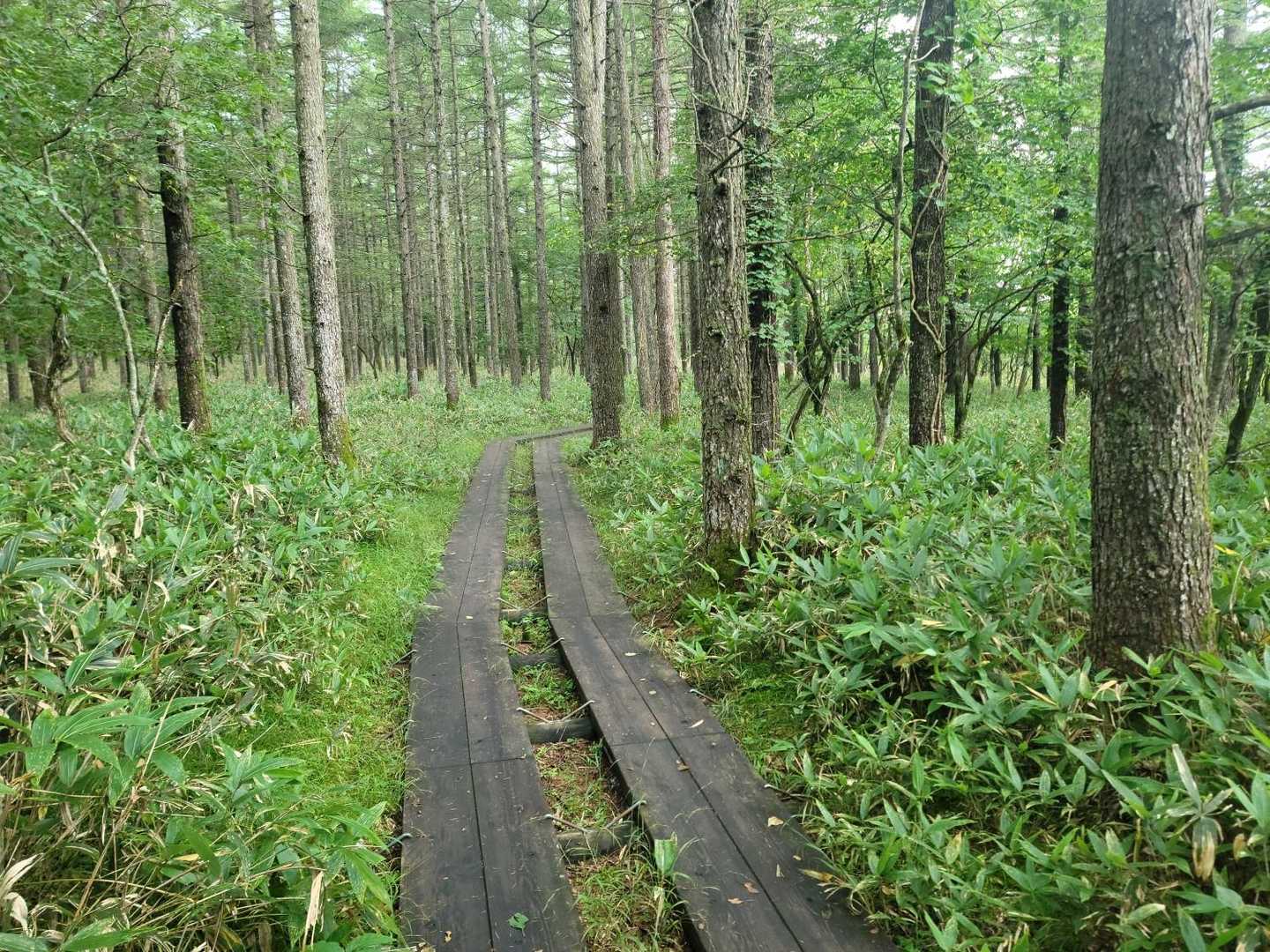 鬼が面山登山口-鬼が面山登山口-鬼が面山-中頭山 周回コースの写真