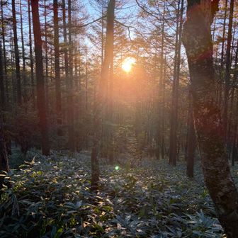 八ヶ岳の森が朝陽に照らされてモルっています✨