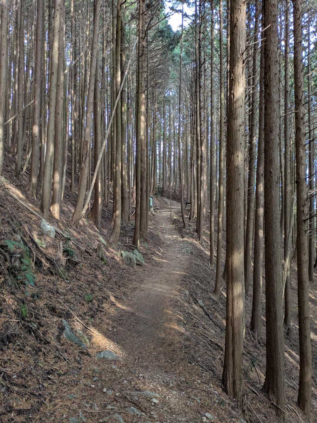 平尾登山口-経ヶ峰 往復コースの写真