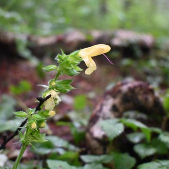 キバナアキギリ（黄花秋桐）