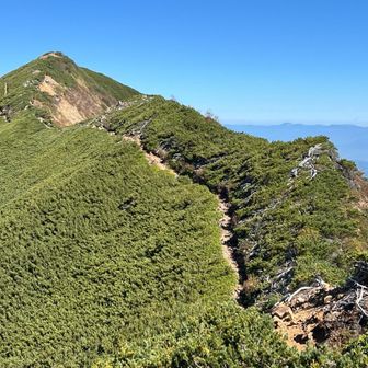 岩小屋沢岳までは近くて、ハイマツの間をダラダラ歩く。