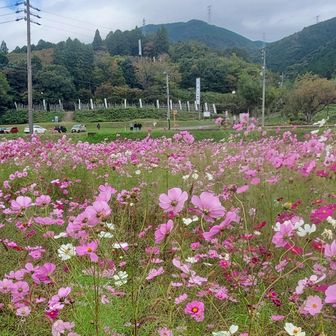 笹尾山とコスモス畑

あちこちに
コスモス畑があります🌸