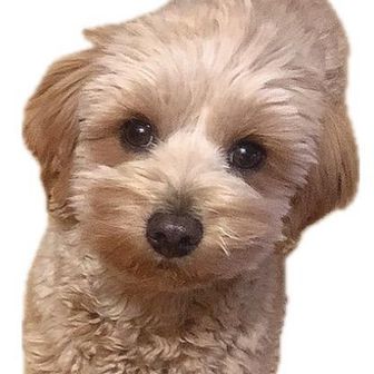 ルルのやまのぼりDiary