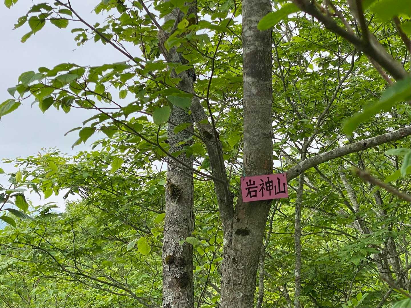 展望は兜明神岳ほどでは無いので写真はスルー