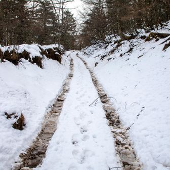 三つ峠山荘直下付近の登山道