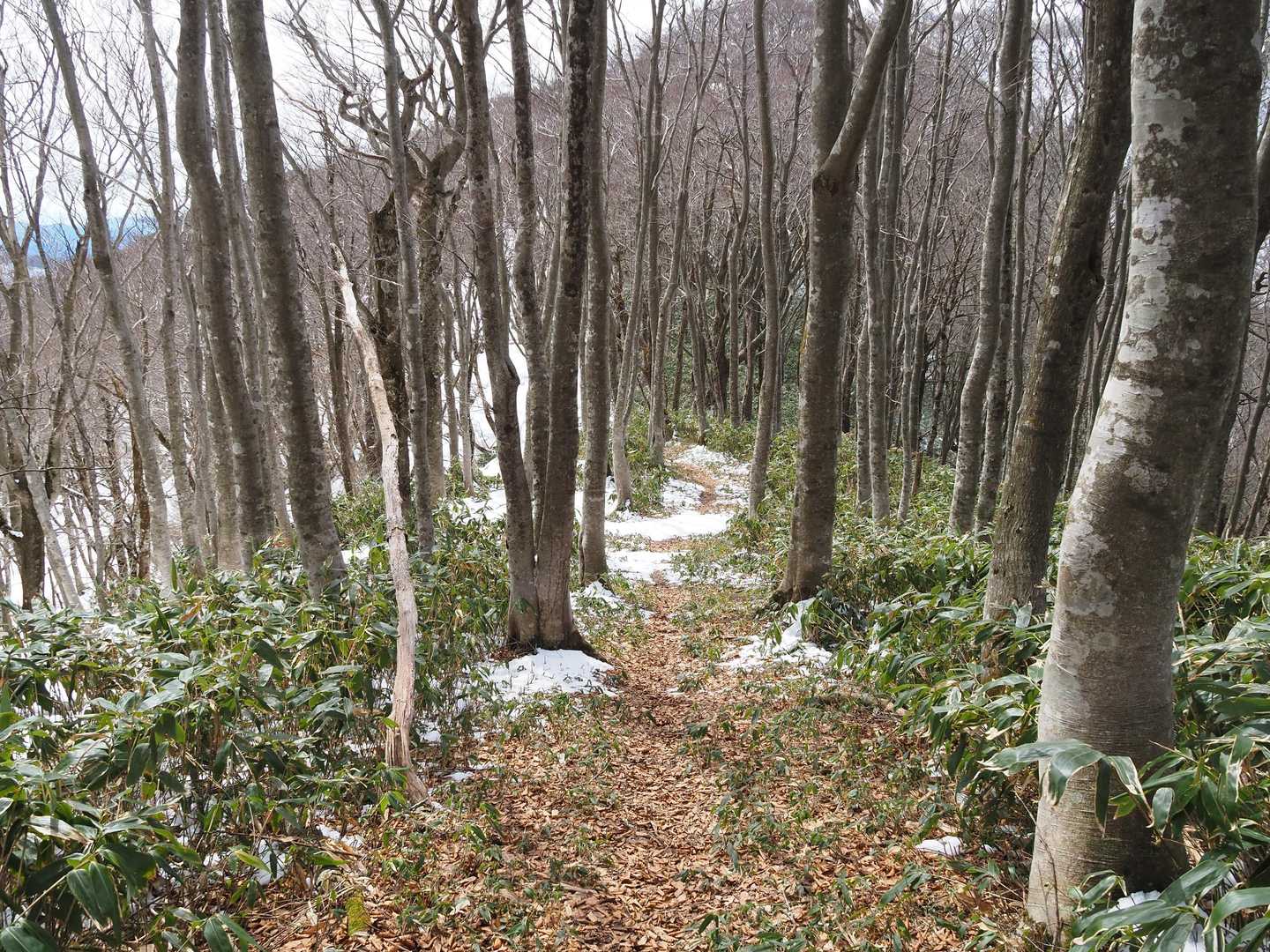 暫く進むと南側の斜面の雪は解けています。👀