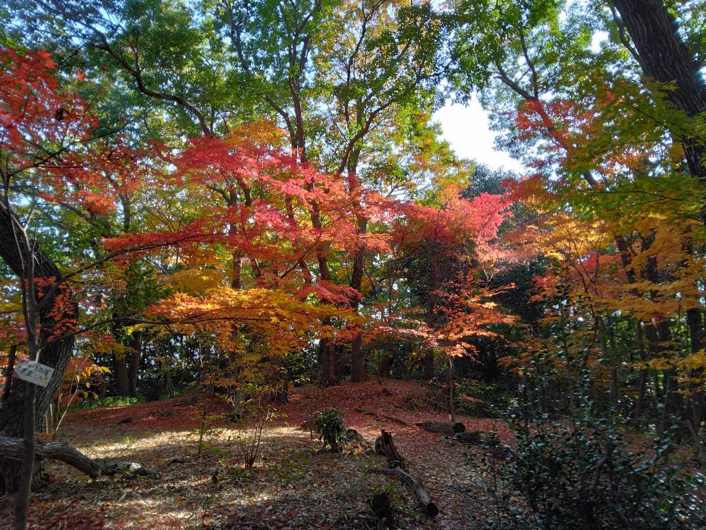 百々神社登山口-岩崎山-鶴翼山-西ノ丸-八幡神社登山口 縦走コースの写真