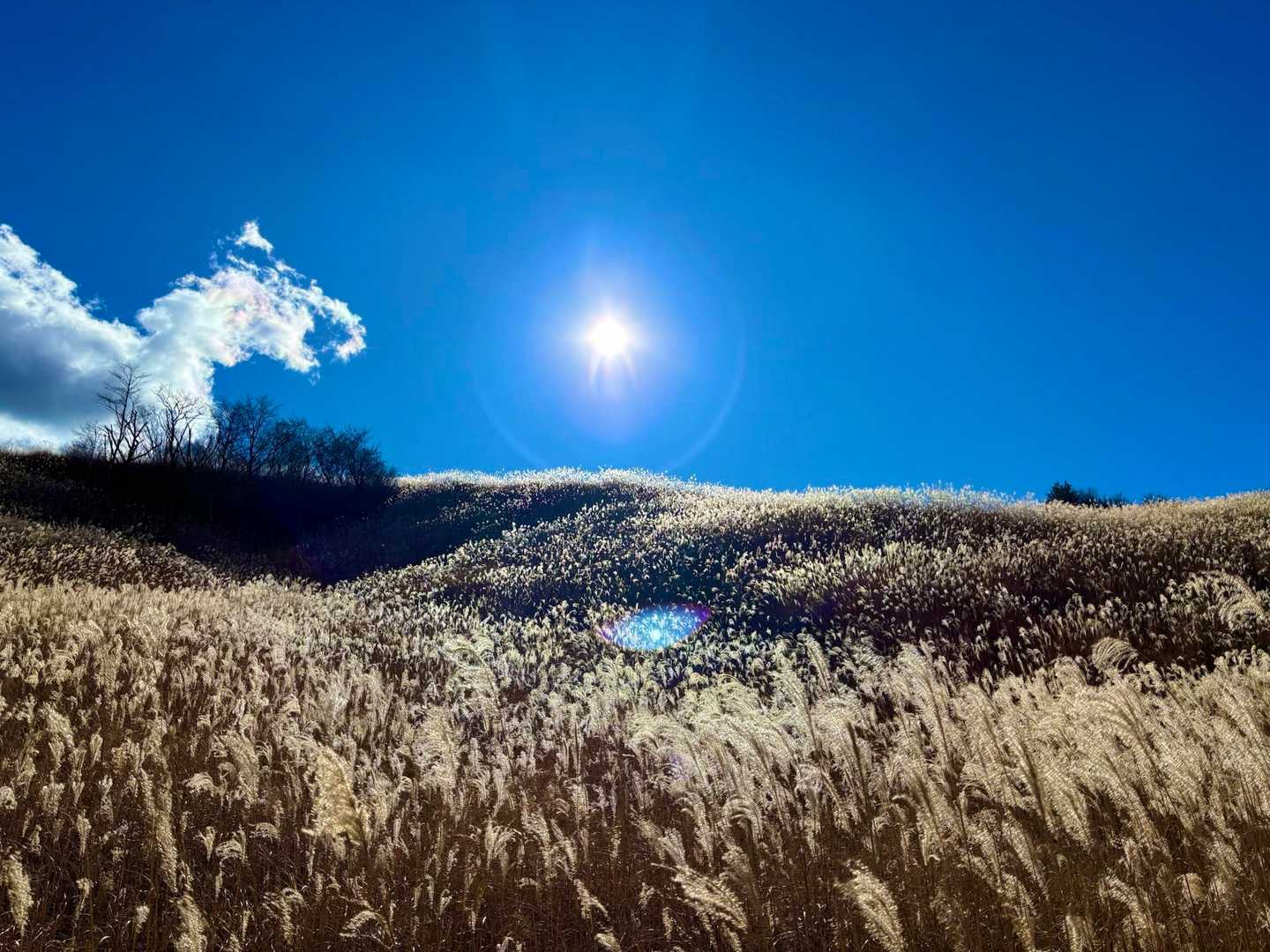 ススキがキラキラ✨🌾
