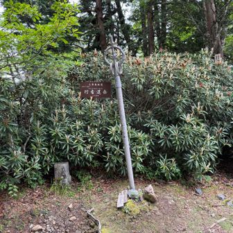 山頂も石楠花に囲まれている。