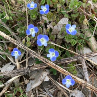 オオイヌノフグリ　春ですね