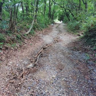 道の真ん中に水が流れた跡