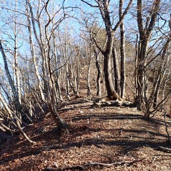 尾根伝いに進みます。
最後のヤセ尾根急登がこれまたすごい。