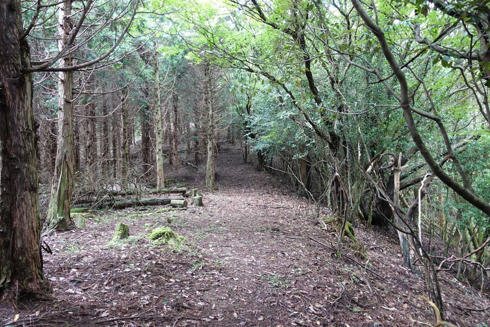 非常に歩きやすい登山道です。