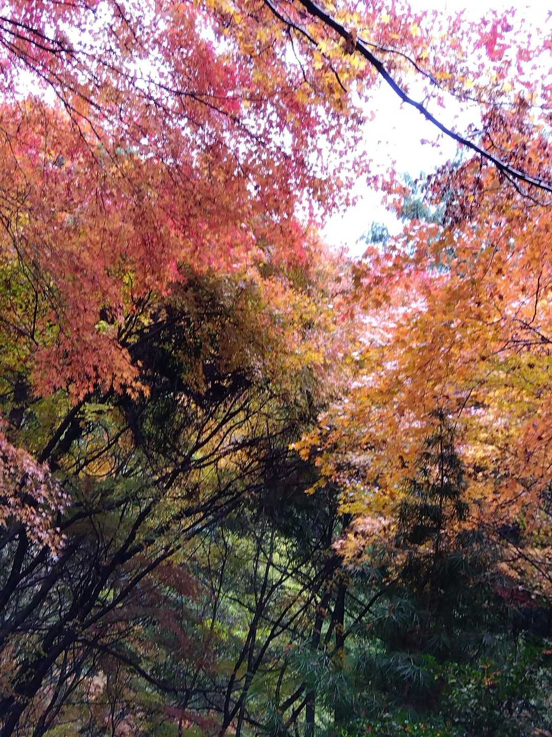 境内の紅葉🍁🙆🙆🙆
