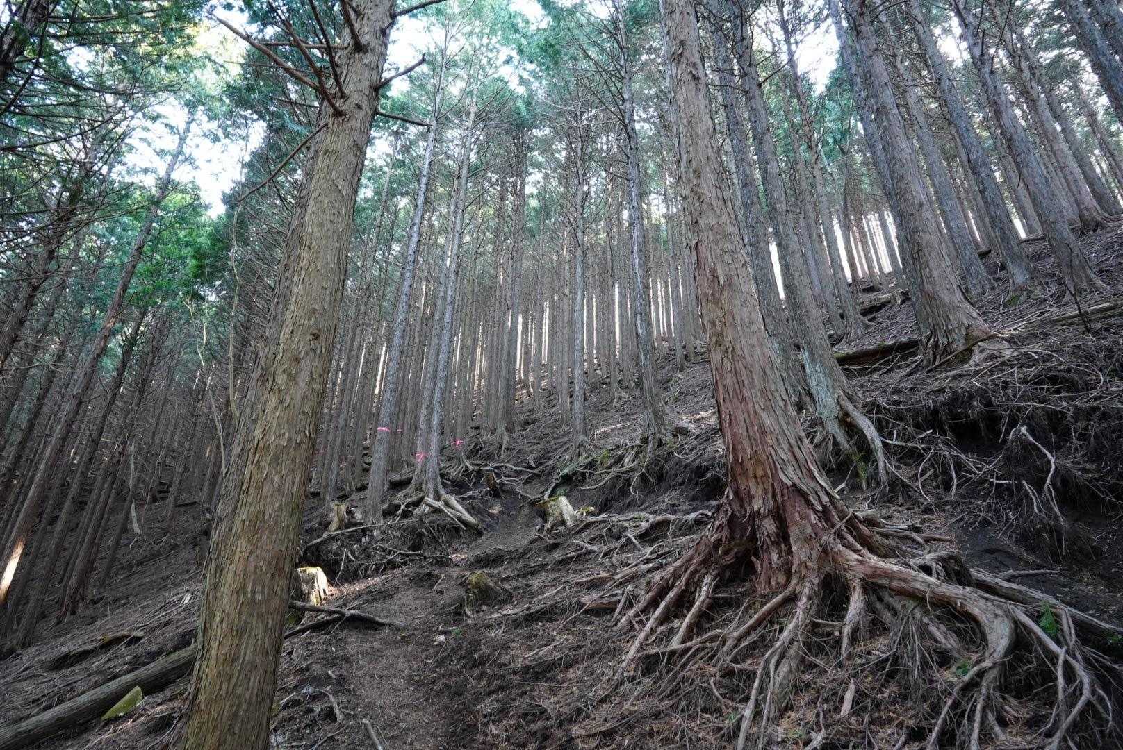 またまた急登
